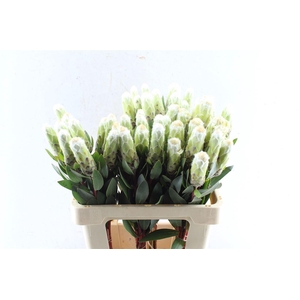 Protea Mundi White