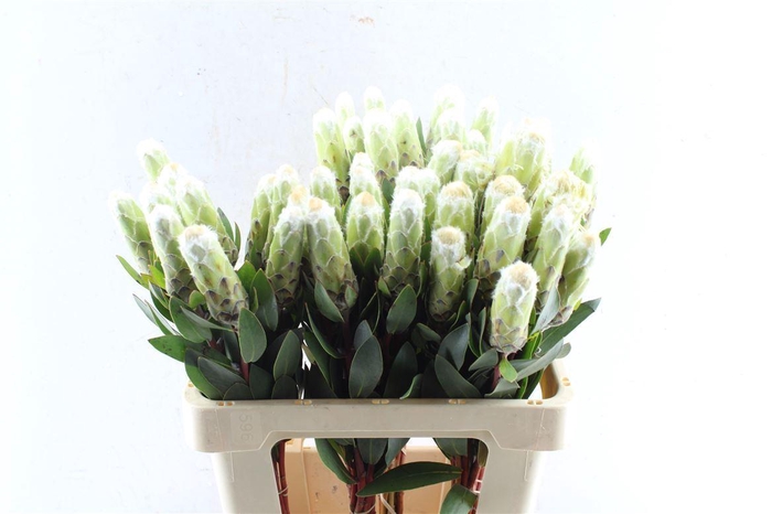 <h4>Protea Mundi White</h4>