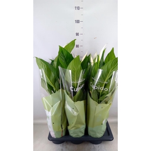 Spathiphyllum  'Bingo Cupido'