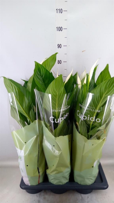 <h4>Spathiphyllum 'Bingo Cupido'</h4>