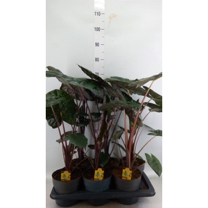 Alocasia saraw. 'Yucatan Princess'