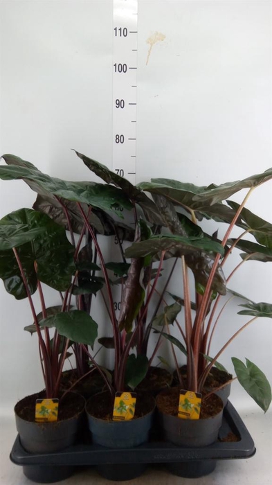 <h4>Alocasia saraw. 'Yucatan Princess'</h4>