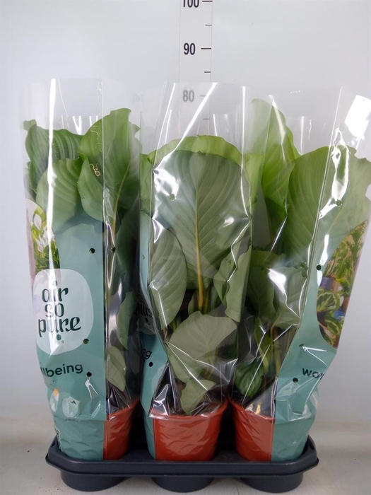 <h4>Calathea orbifolia</h4>