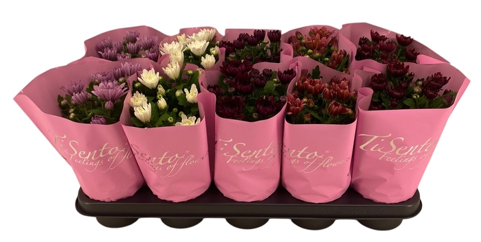 <h4>CHRYS GEVULDBL GEM</h4>