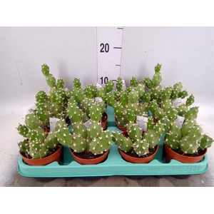Tephrocactus articulatus