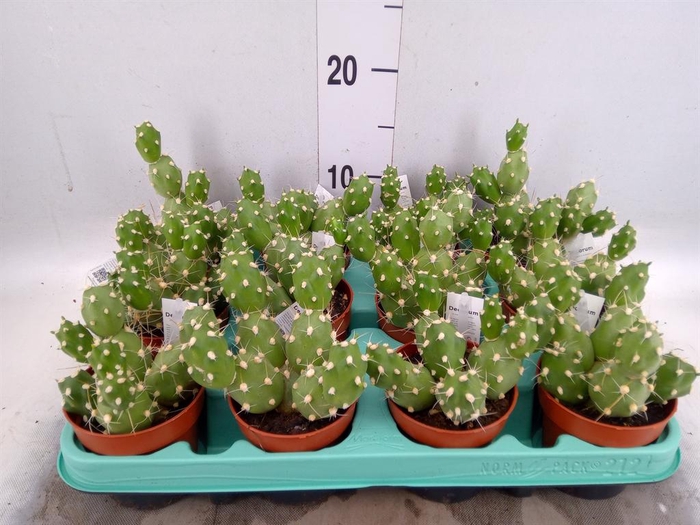 <h4>Tephrocactus articulatus</h4>