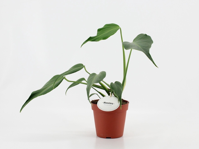 <h4>Monstera</h4>