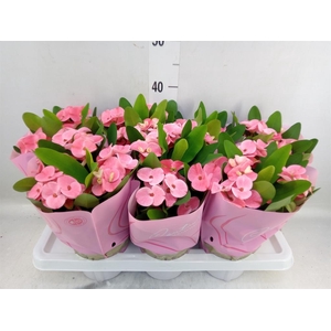 Euphorbia milii 'Charlotte'