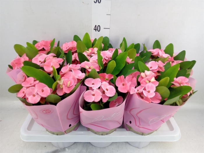 <h4>Euphorbia milii 'Charlotte'</h4>
