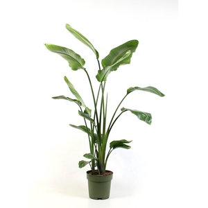 Strelitzia nicolai 3 pp