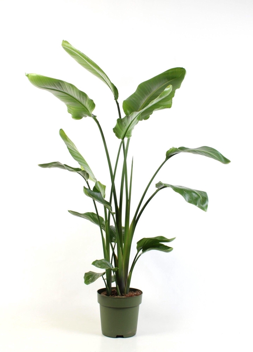 <h4>Strelitzia nicolai 3 pp</h4>