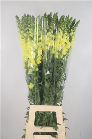 <h4>Antirrhinum It. Yellow Potomac Ex</h4>