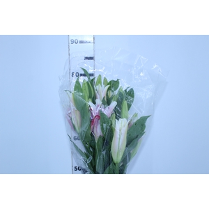 LIRIO SIPONTO 080 CM HT 3/5 FLS