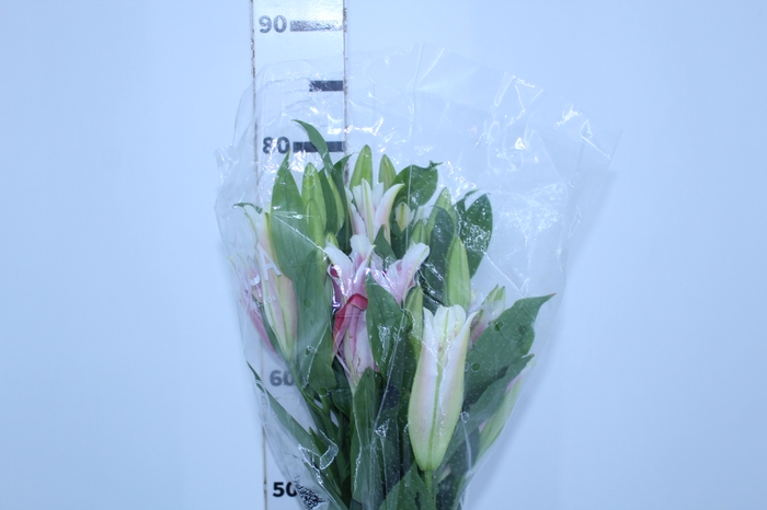 LIRIO SIPONTO 080 CM HT 3/5 FLS