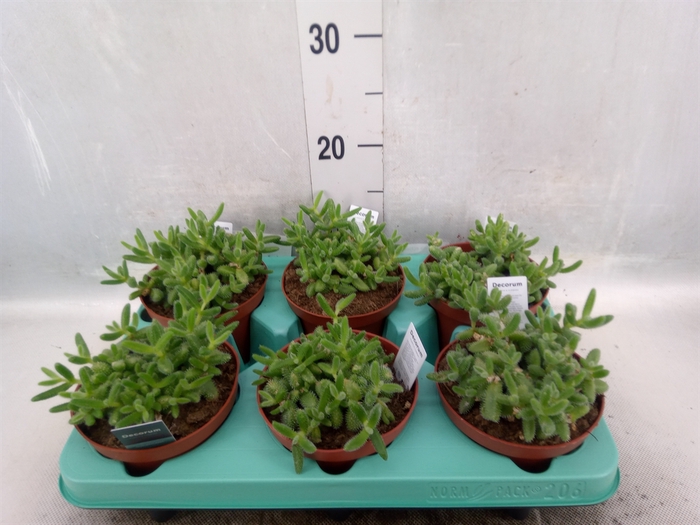 Delosperma echinatum