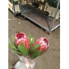 PROTEA PINK ICE