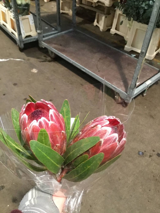 PROTEA PINK ICE
