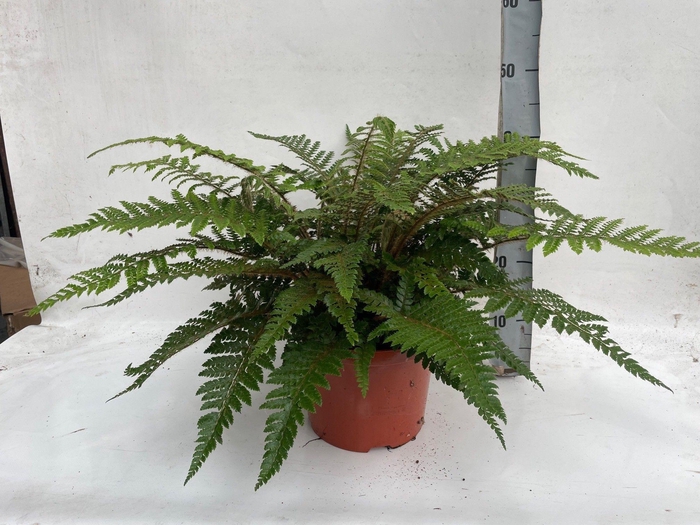arr8 Athyrium Ov