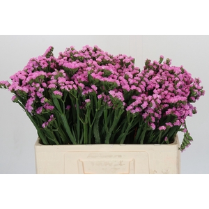 Limonium sinuatum Rosa Sun Birds