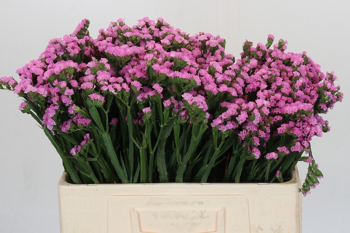 <h4>Limonium sinuatum Rosa Sun Birds</h4>