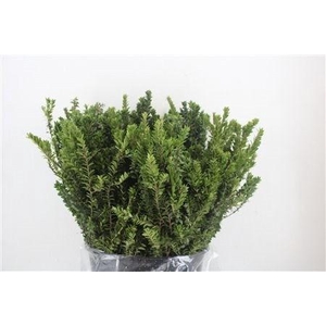 MYRTUS COMMUNIS