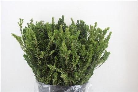<h4>MYRTUS COMMUNIS</h4>