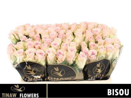 <h4>R Gr Bisou@</h4>