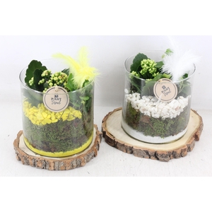 arr2 PL - Hout schijf cilinder - geel/wit