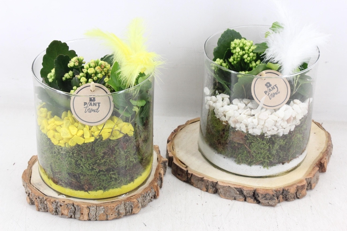 <h4>arr2 PL - Hout schijf cilinder - geel/wit</h4>