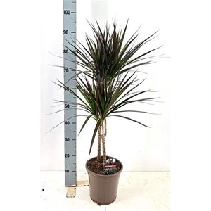 Dra Marg Magenta 45-25 Cm