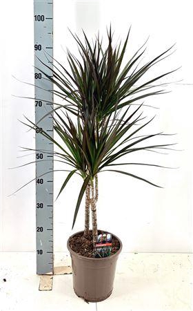 <h4>Dra Marg Magenta 45-25 Cm</h4>