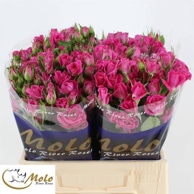 <h4>R TR ALICIA</h4>