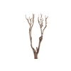 Syringa Branch Extra Mestrozi