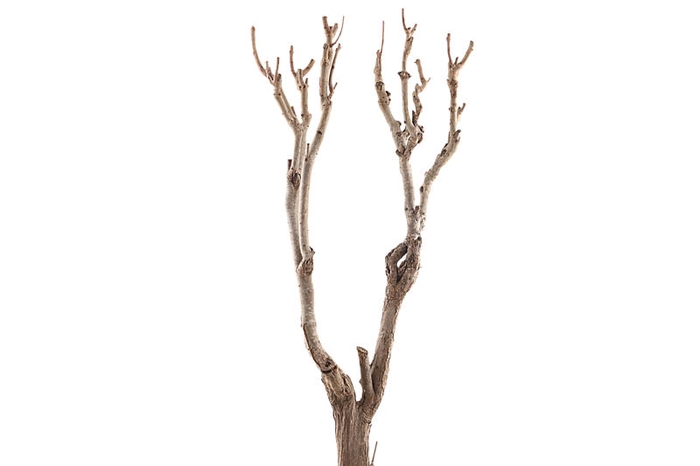Syringa Branch Extra Mestrozi
