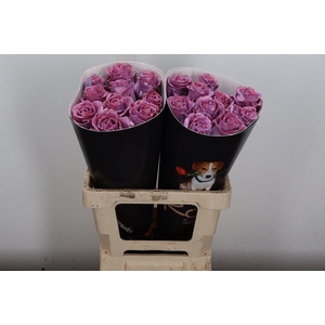 R Wx Classic Lavender