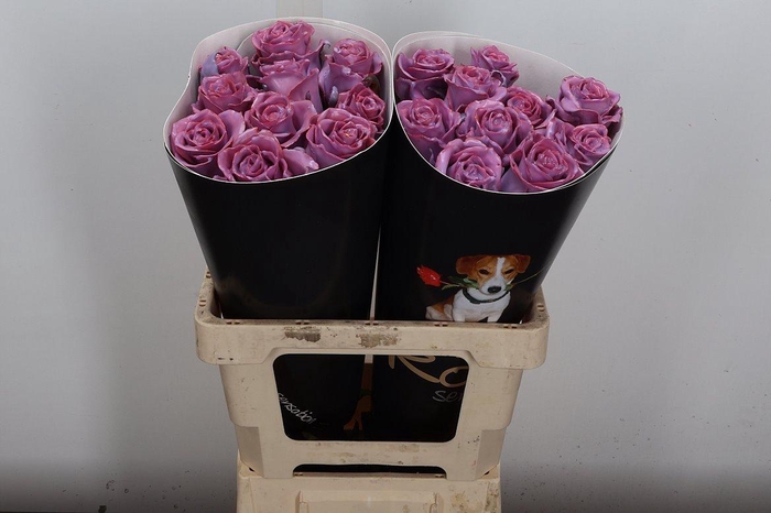 <h4>R Wx Classic Lavender</h4>