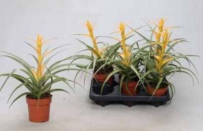 <h4>Tillandsia overig</h4>