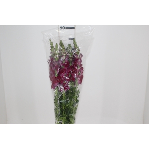 BOCA DE LEAO VINHO 070 CM