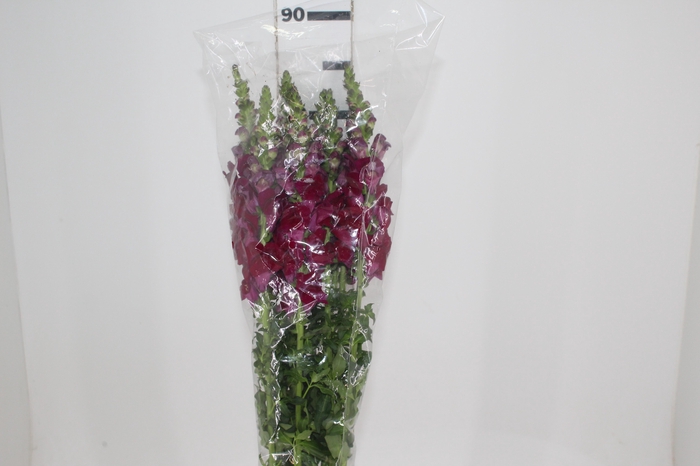 <h4>BOCA DE LEAO VINHO 070 CM</h4>
