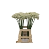 Allium Nigrum