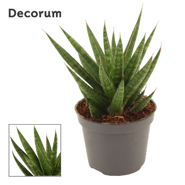 <h4>Sansevieria Francisii 6 cm (Decorum)</h4>