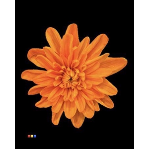 Chr T Euro Orange V Yellow