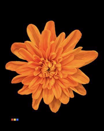 <h4>Chr T Euro Orange V Yellow</h4>