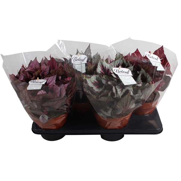 <h4>Begonia blad Beleaf mix</h4>
