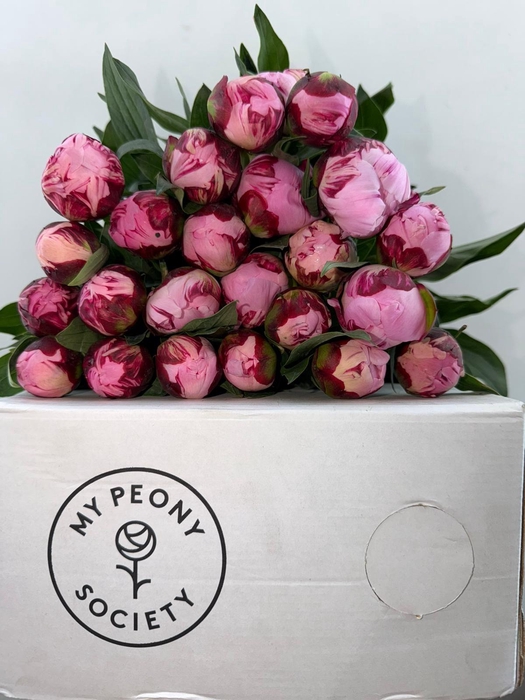 <h4>Paeonia Sarah Bernhardt</h4>