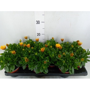 Osteospermum  'Sunny Asti'