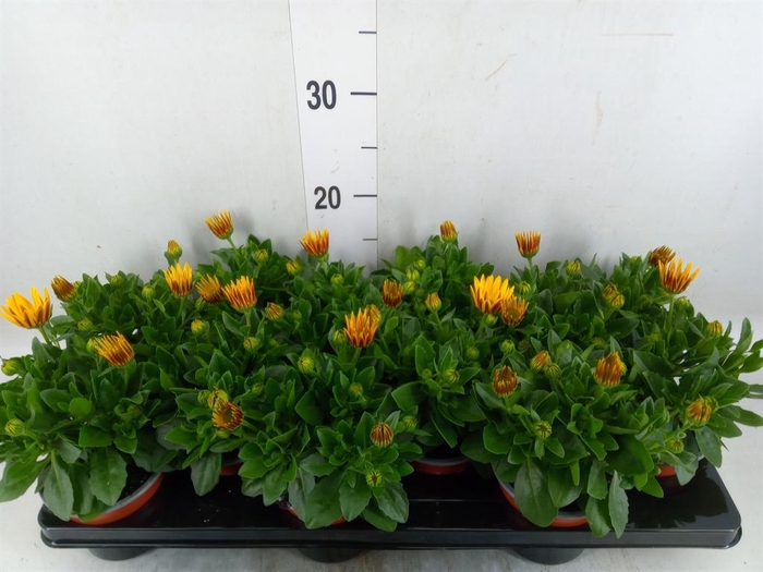 <h4>Osteospermum  'Sunny Asti'</h4>