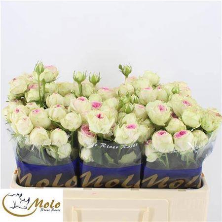 <h4>R Tr Gelato</h4>