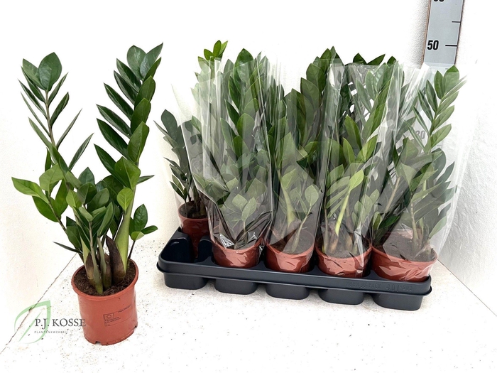 <h4>ZAMIO ZAMIIFOLIA</h4>