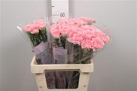 <h4>Di St Pink Montezuma</h4>